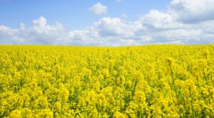 Canola Sustainable Business News